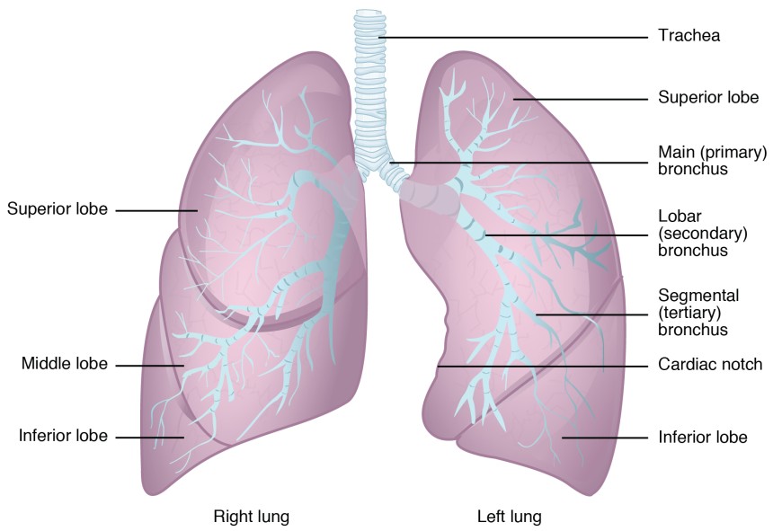 lung cancer 