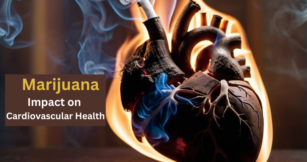 Marijuana Impact on Cardiovascular Health